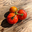 Tatiana's Russian Patio Dwarf Mini Dwarf Tomato