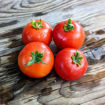 Tatiana's Russian Patio Dwarf Mini Dwarf Tomato