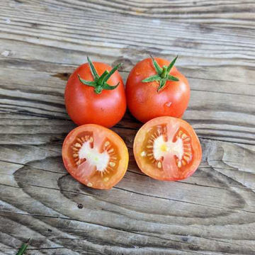 Timemyr Mini Dwarf Tomato Timemyr Mini Dwarf Tomato