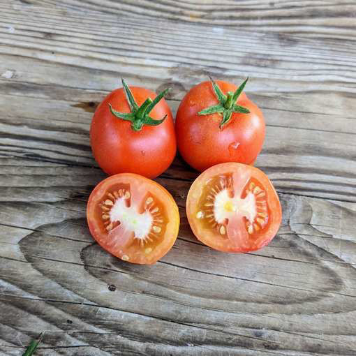 Timemyr Mini Dwarf Tomato