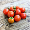 Tomfall Mini Dwarf Tomato