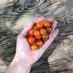 Tomfall Mini Dwarf Tomato