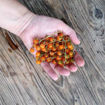 Cape Teaser Bush Tomato