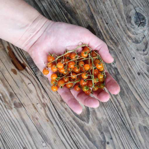 Cape Teaser Bush Tomato