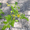 Cape Teaser Bush Tomato