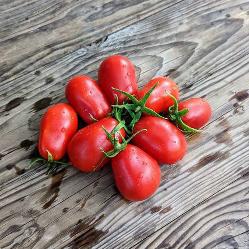 Martino's Roma Bush Tomato
