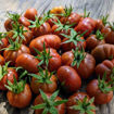 Petit Chocolate Bush Tomato