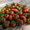 Petit Chocolate Bush Tomato