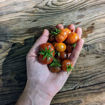Petit Chocolate Bush Tomato