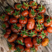 Petit Chocolate Bush Tomato