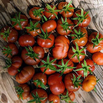 Petit Chocolate Bush Tomato Petit Chocolate Bush Tomato