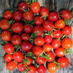 Sweet for Children Plum Bush Tomato