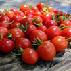 Sweet for Children Plum Bush Tomato