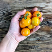 Yantarnyi Bush Tomato