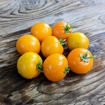 Yantarnyi Bush Tomato