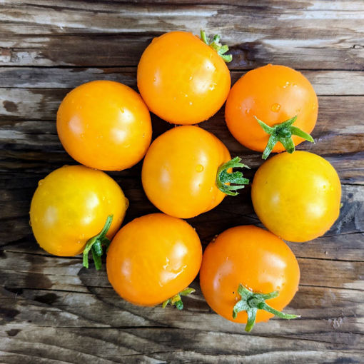 Yantarnyi Bush Tomato