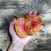 Crazy Calliope Dwarf Tomato