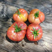 Crazy Calliope Dwarf Tomato