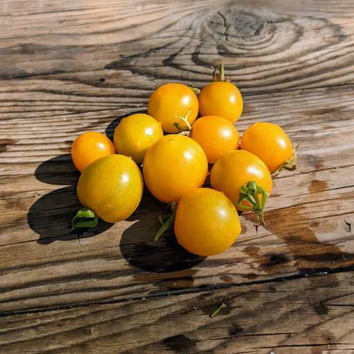 Shadow Boxing Yellow Dwarf Tomato-Meraki Seeds