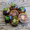 Shadow of Death Dwarf Tomato