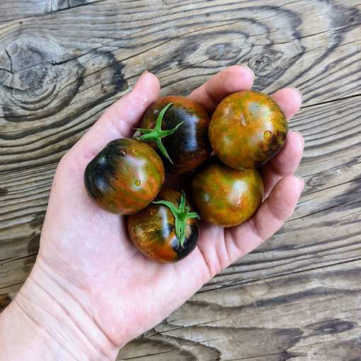 Shadow of Death Dwarf Tomato-Meraki Seeds