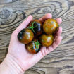 Shadow of Death Dwarf Tomato