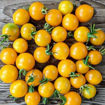 Yellow Centiflor Cherry Tomato