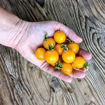 Yellow Centiflor Cherry Tomato