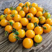 Yellow Centiflor Cherry Tomato