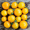 Yellow Centiflor Cherry Tomato