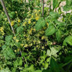 Yellow Centiflor Cherry Tomato