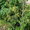 Yellow Centiflor Cherry Tomato