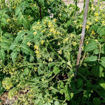Yellow Centiflor Cherry Tomato