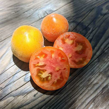 Pride of Flanders Woolly Tomato Pride of Flanders Woolly Tomato