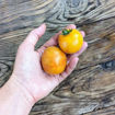 Pride of Flanders Woolly Tomato