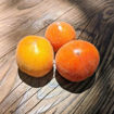 Pride of Flanders Woolly Tomato
