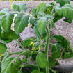 Pride of Flanders Woolly Tomato