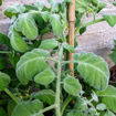 Pride of Flanders Woolly Tomato