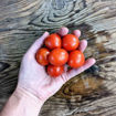 Frank's Iranian Tomato