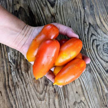 Hohloma Tomato Hohloma Tomato