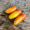 Hohloma Tomato