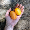 Orange Caprese Tomato