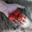 Martino's Roma Bush Tomato
