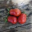 Martino's Roma Bush Tomato