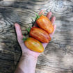 Speckled Roman Paste-Type Tomato