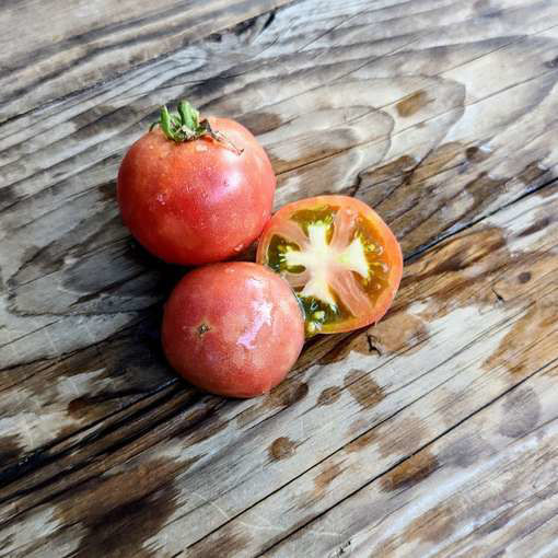Allie's July Dwarf Tomato Project