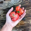 Betty's Smile Dwarf Tomato Project