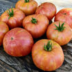 Kip´s Stripes Dwarf Tomato Project
