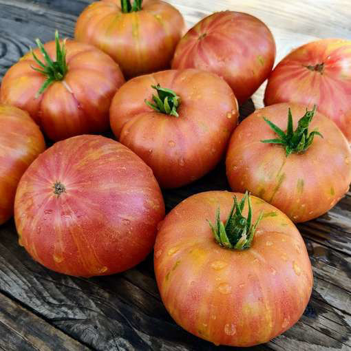 Kip´s Stripes Dwarf Tomato Project