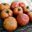 Kip´s Stripes Dwarf Tomato Project